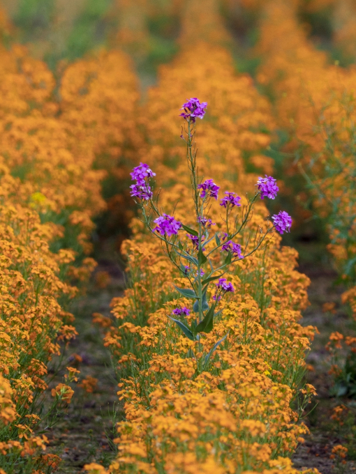 dan-meyers-9FrtwO5i3Gc-unsplash